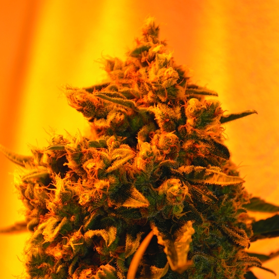 Critical Sour Diesel Regular Cannabis Seeds