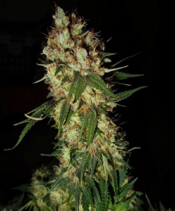 G13 x Blueberry Headband Feminised Cannabis Seeds