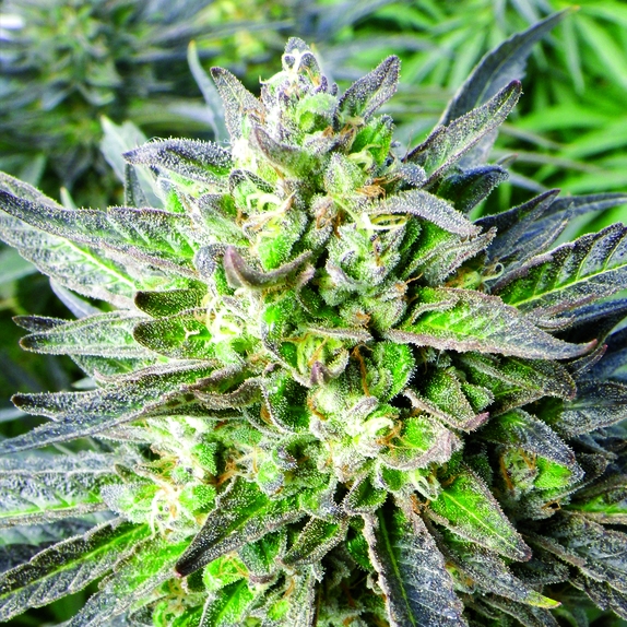 Grapefruit Krush Feminised Cannabis Seeds