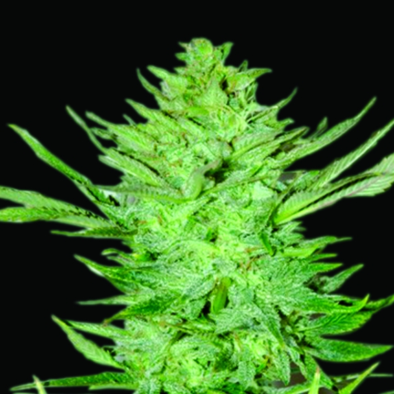 Headlights Kush Auto Feminised Cannabis Seeds