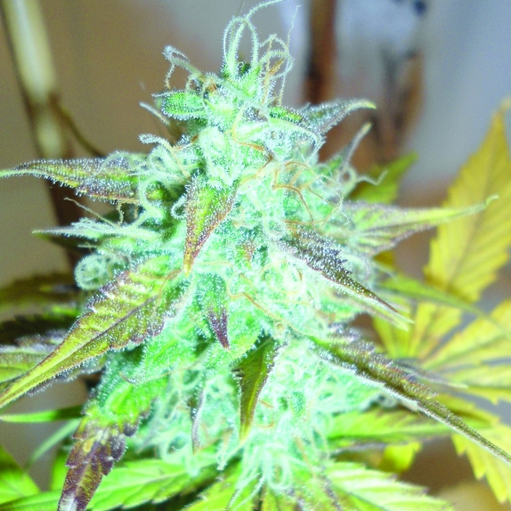 Lemon Haze Auto Regular Cannabis Seeds