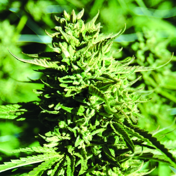 Lost Coast OG Feminised Cannabis Seeds