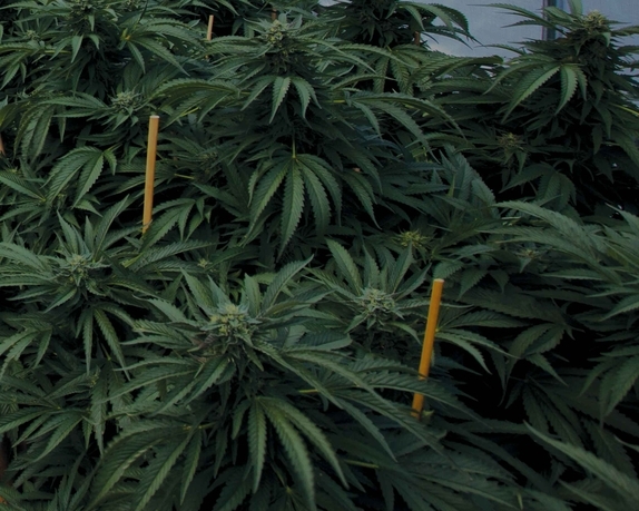 Mastodon Kush Feminised Cannabis Seeds