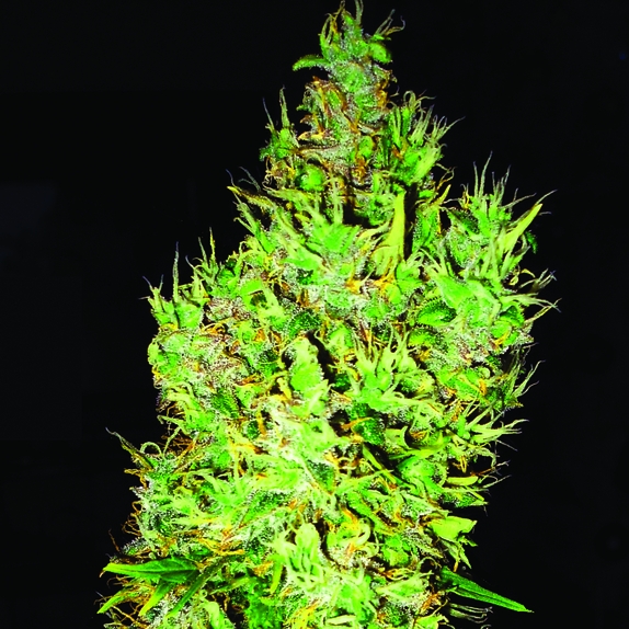 OG Critical Feminised Cannabis Seeds