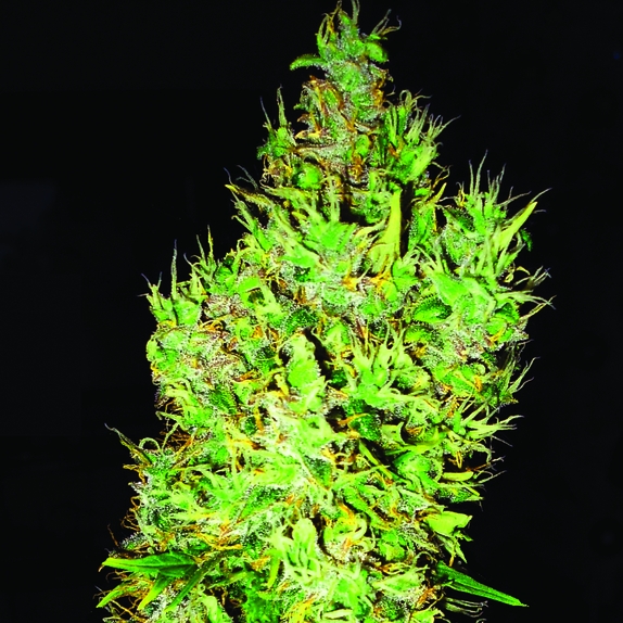 OG Critical Regular Cannabis Seeds