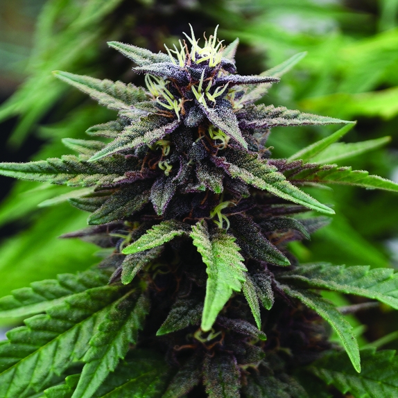 Royal Purple Kush CBD Feminised Cannabis Seeds