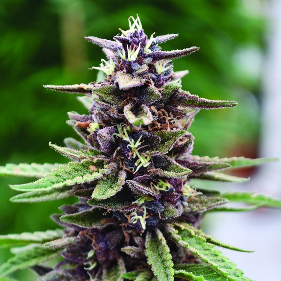 Royal Purple Kush Feminised Cannabis Seeds
