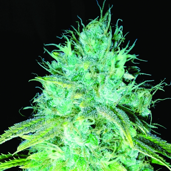 Sour Puss Feminised Cannabis Seeds