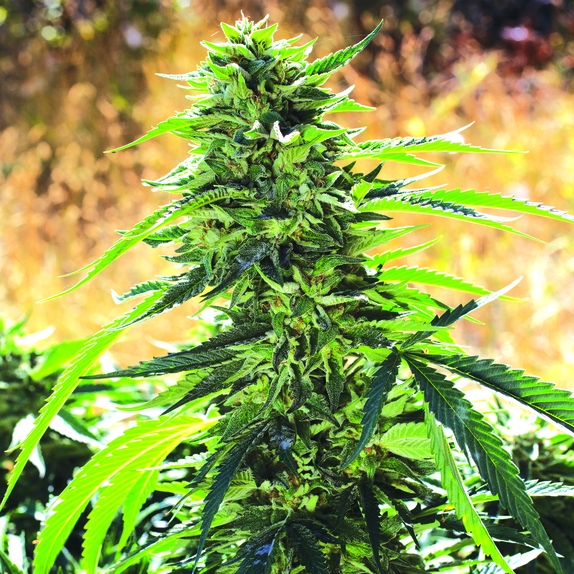 Super Sour OG Feminsed Cannabis Seeds