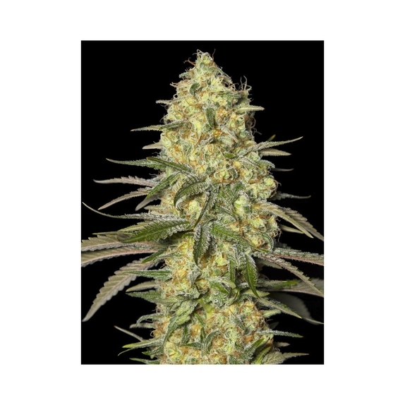 Black Dream Cannabis Seeds