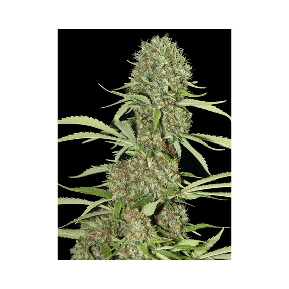 Jamaican Dream Cannabis Seeds