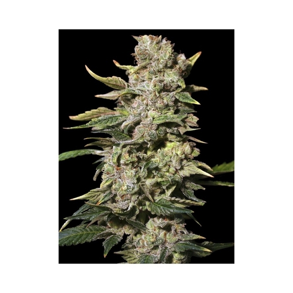 TNT Kush Cannabis Seeds