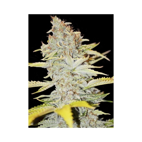 Furious Candy Cannabis Seeds