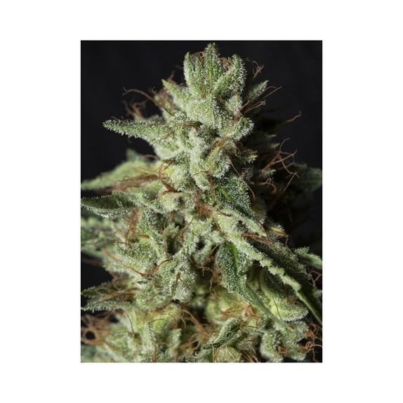 Gorilla Candy Cannabis Seeds