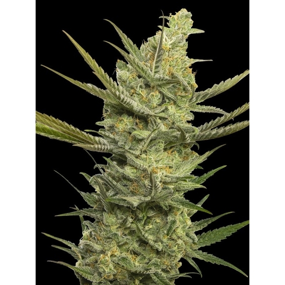 Gipsy Haze Cannabis Seeds