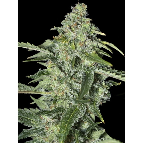 TNT Kush CBD Cannabis Seeds