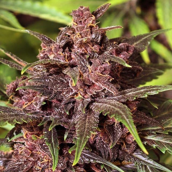 Black Haze Auto Feminised Cannabis Seeds