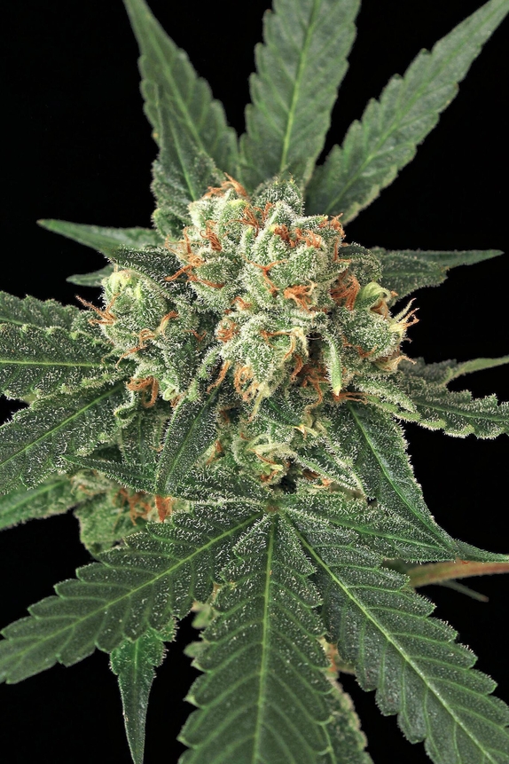 Blue Monkey Feminised Cannabis Seeds