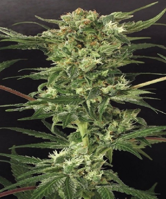 Devil Kush Regular Cannabis Seeds