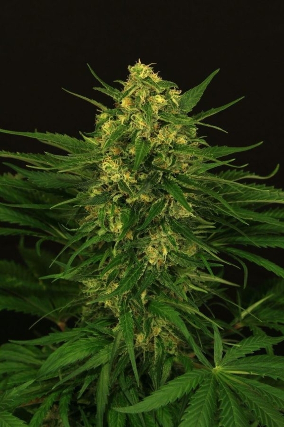 Exotic Thai Feminised Cannabis Seeds