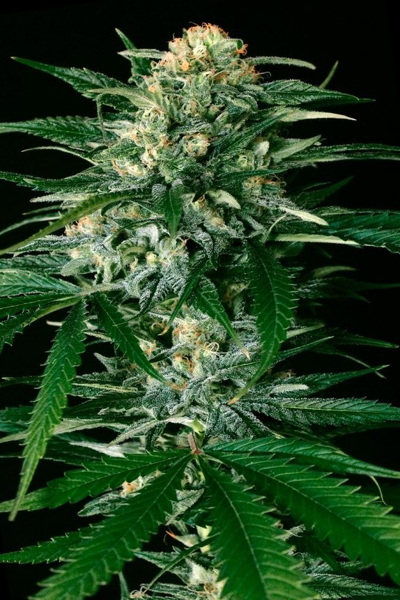 Gypsy Widow Feminised Cannabis Seeds