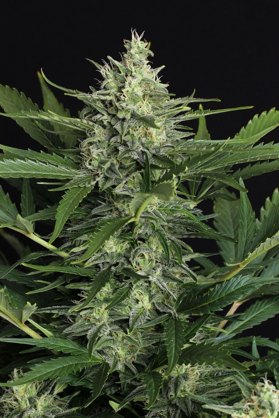 Green Gummy Auto Feminised Cannabis Seeds