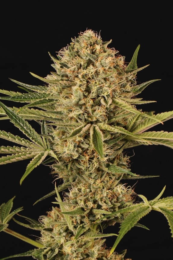 Herz OG Feminised Cannabis Seeds