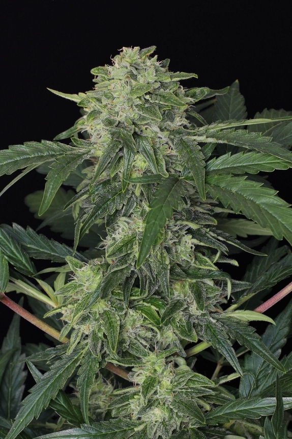 Jungle Fever Auto Feminised Cannabis Seeds