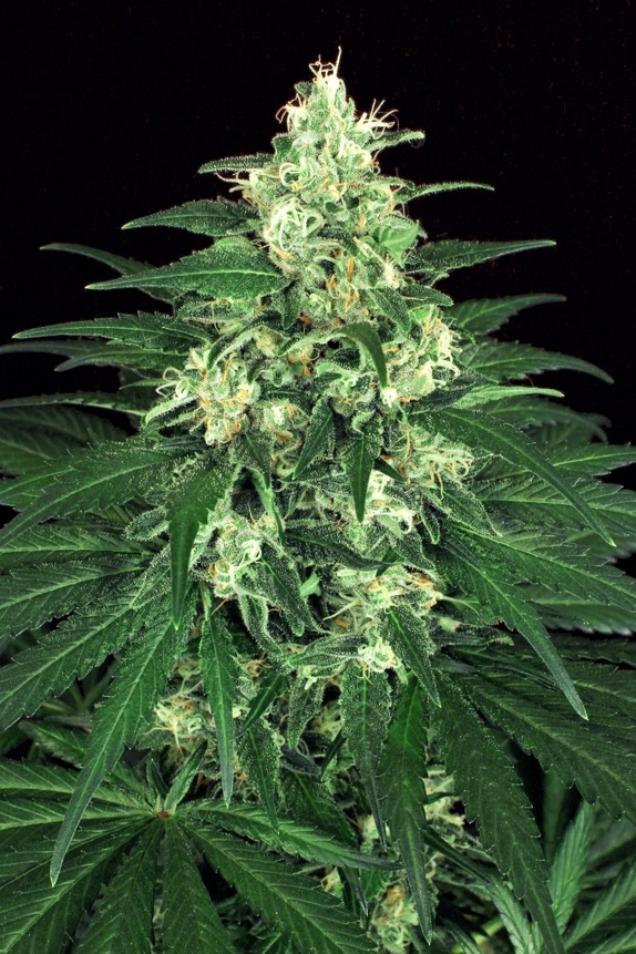 Lemon Candy Feminised  Cannabis Seeds