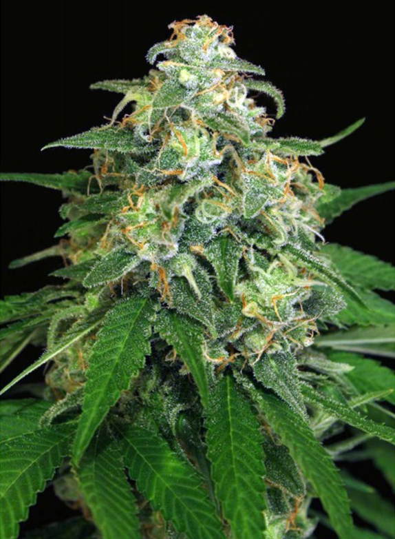 Mango Cream Auto Feminised Cannabis Seeds