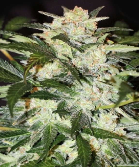 Monster Mash Auto Feminised Cannabis Seeds