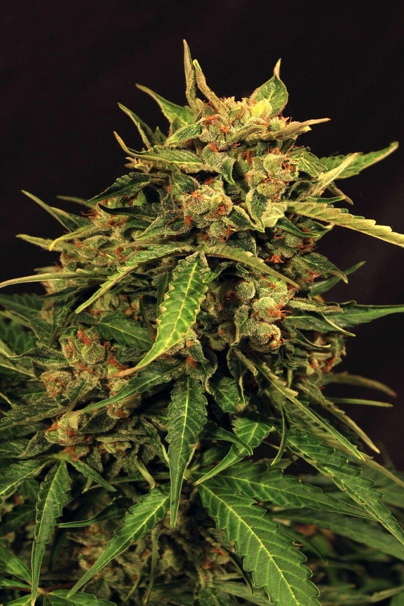 Russian Automatic Feminised Cannabis Seeds