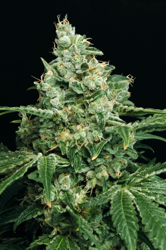 Sir Jack Auto Feminised Cannabis Seeds