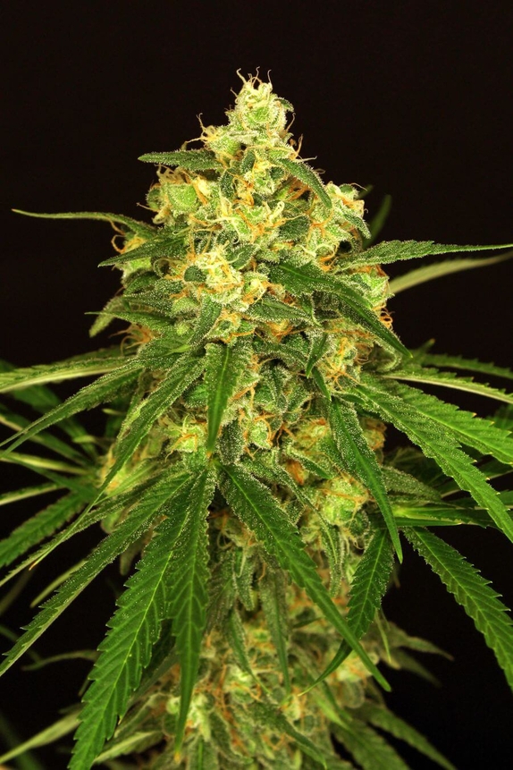 Tangerine Kush Feminised Cannabis Seeds