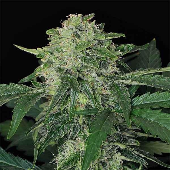 Triple A Auto Feminised Cannabis Seeds