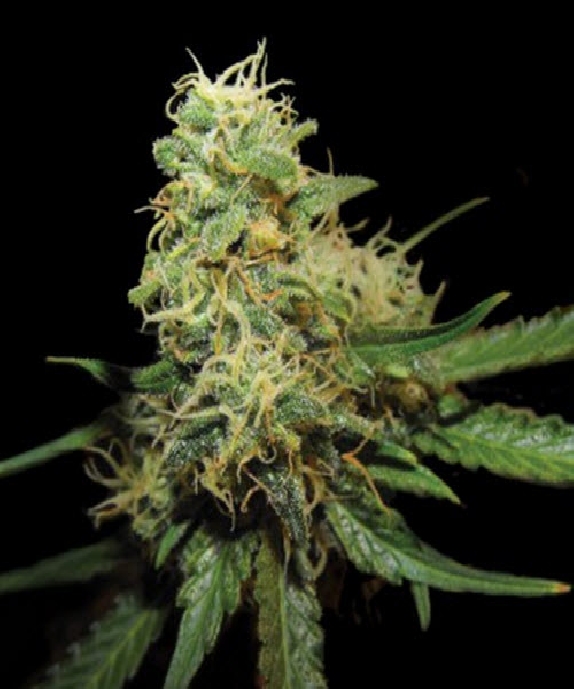 R.K.S. Cannabis Seeds