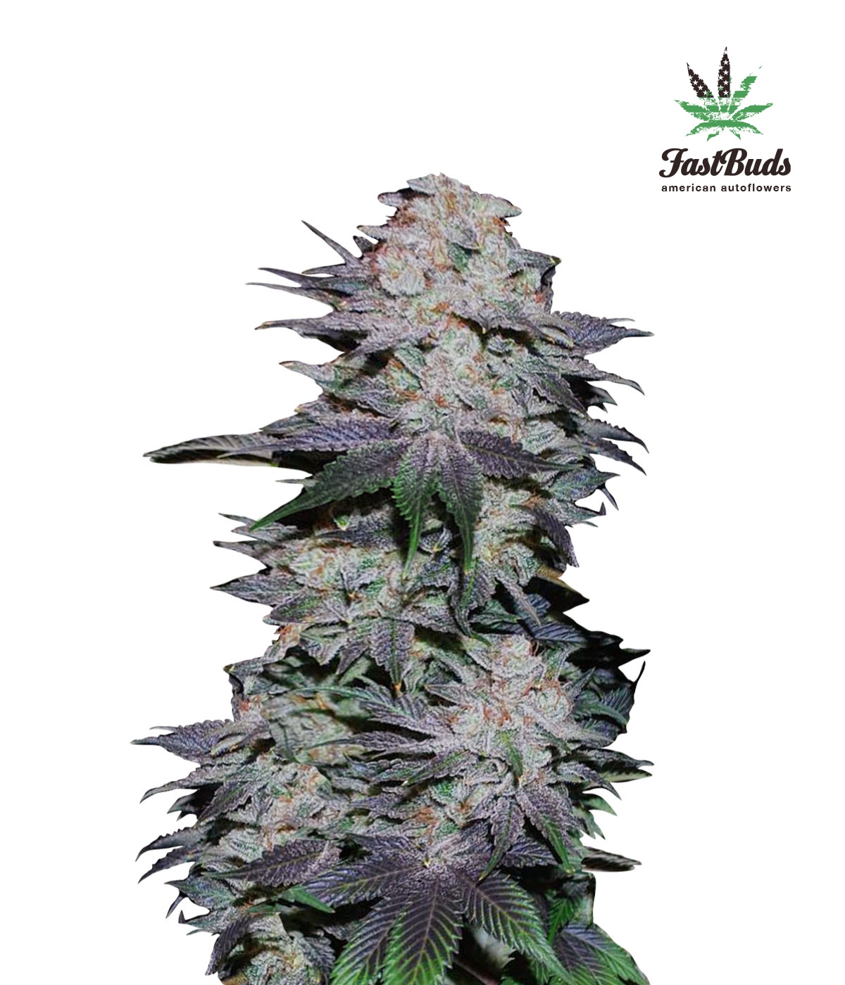 Blackberry Auto Cannabis Seeds