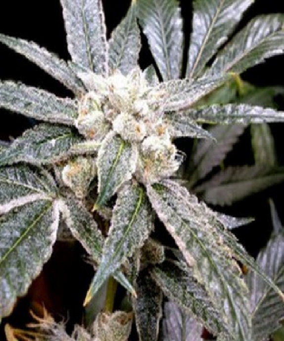 El Fuego Cannabis Seeds
