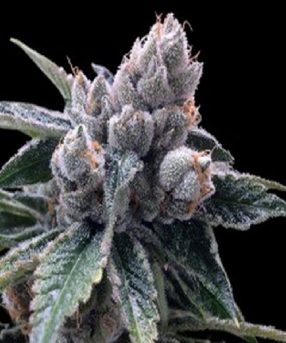 White Walker Kush Cannabis Seeds