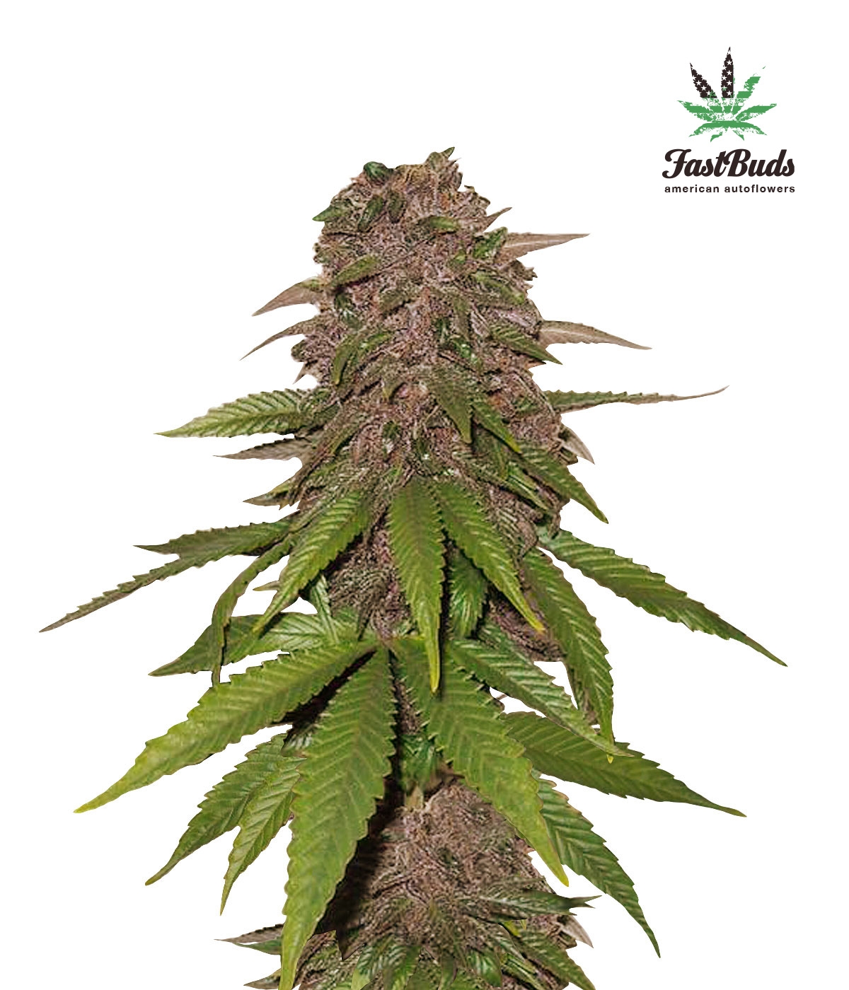 C4-matic Auto Cannabis Seeds