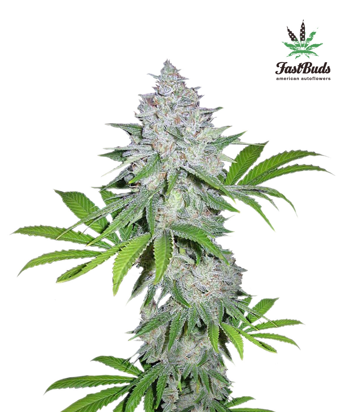 California Snow Auto Cannabis Seeds