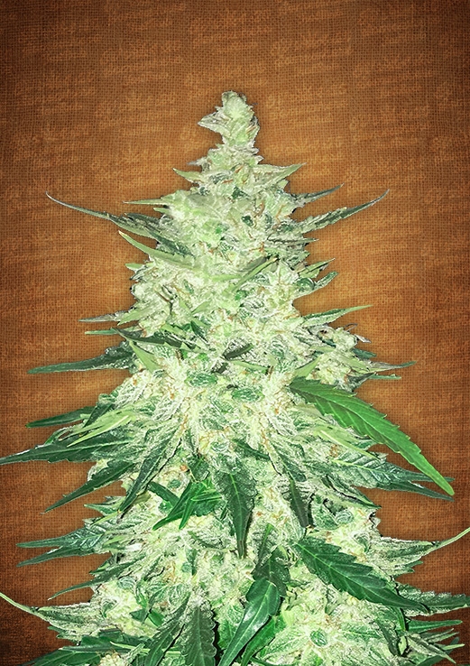 CBD Auto 1:1 (CBD Crack) Cannabis Seeds
