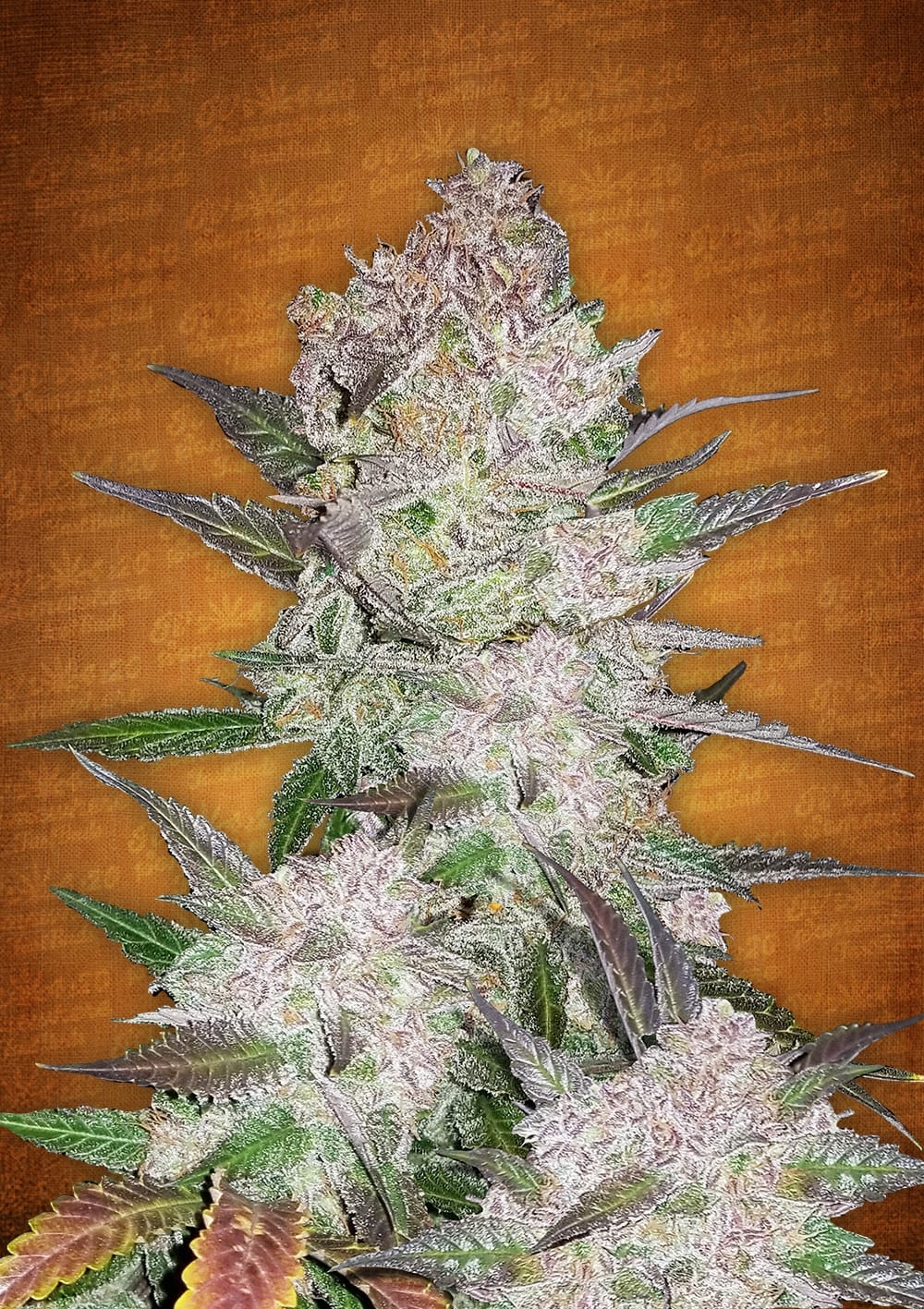 Cream Cookies Auto Cannabis Seeds