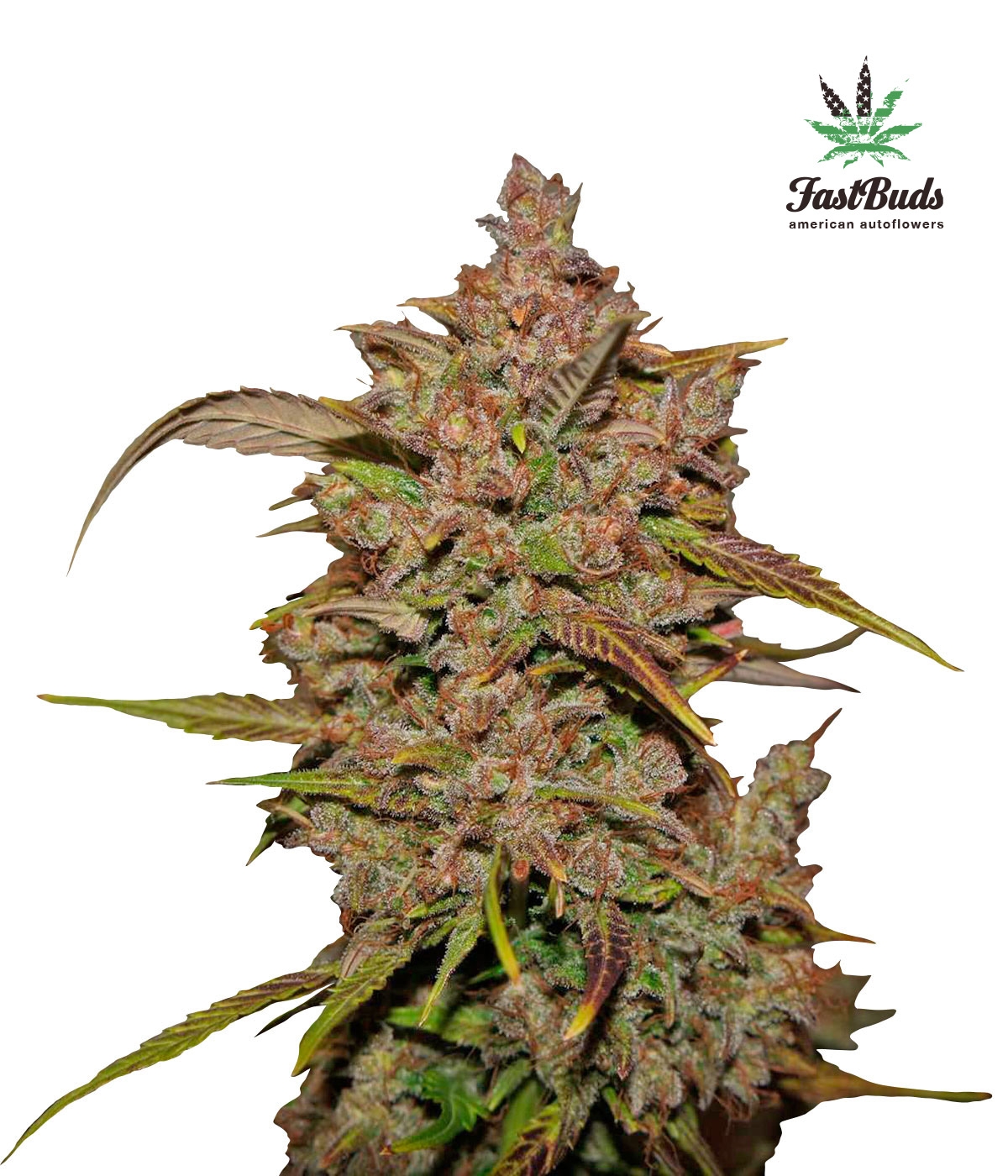 Crystal Meth Auto Cannabis Seeds