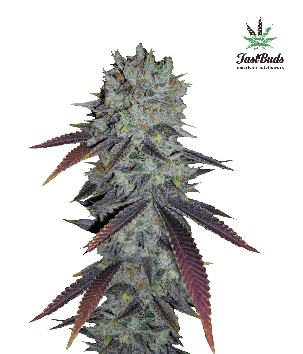 Fastberry Auto Cannabis Seeds