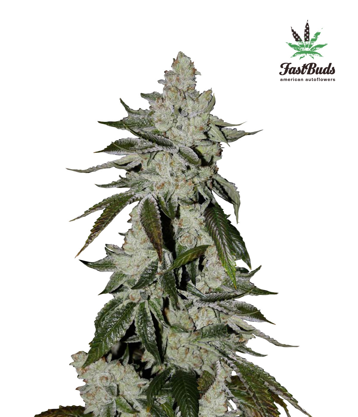 Cookies Auto ( Formely Girl Scout Cookies Auto Cannabis Seeds