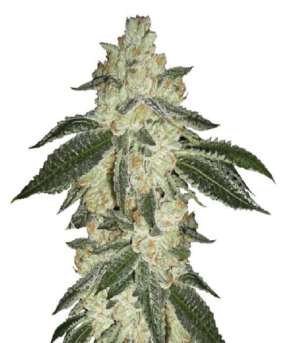 Green Crack Auto Cannabis Seeds