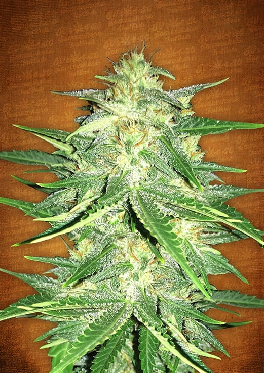 Lemon AK Auto Cannabis Seeds