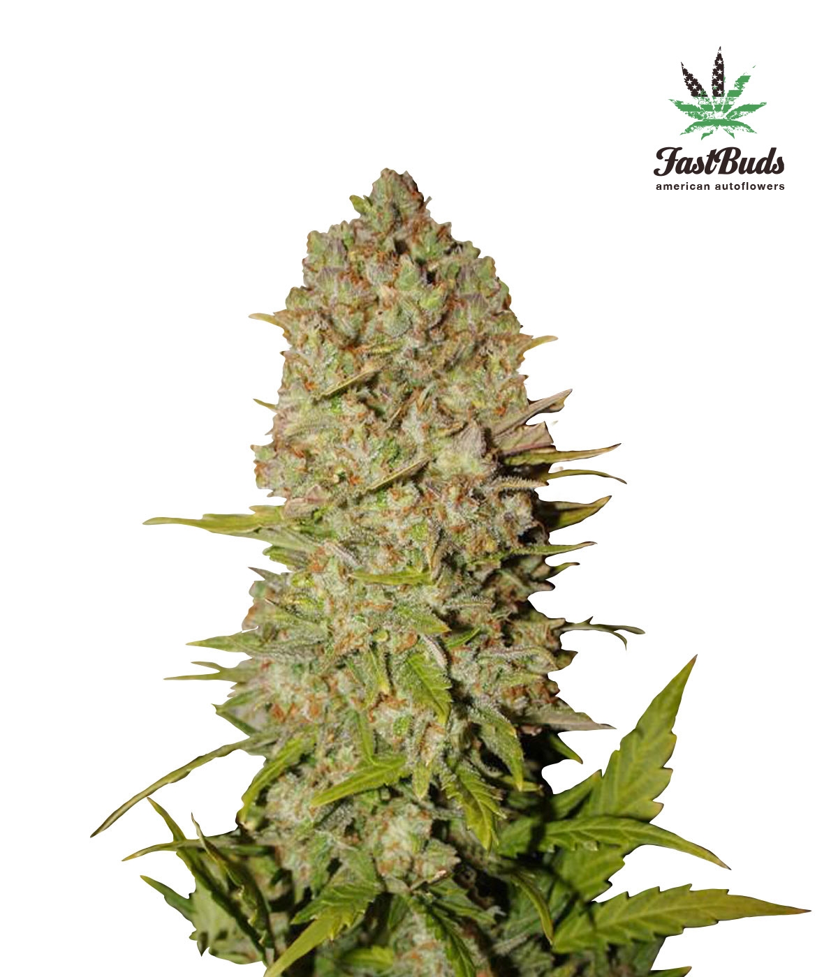 Pineapple Express Auto Cannabis Seeds