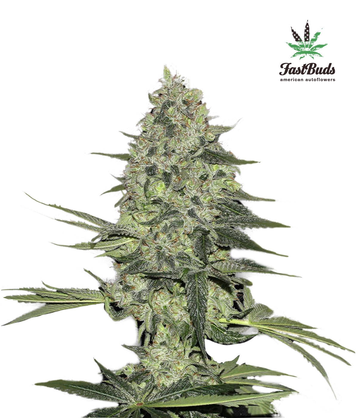 Rhino Ryder Auto Cannabis Seeds